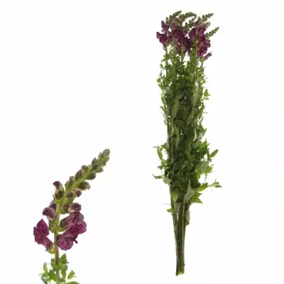 Hledík COOL CRIMSON 80cm