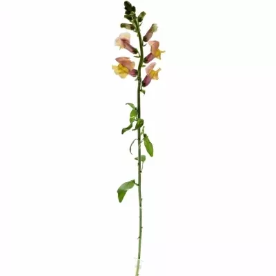 ANTIRRHINUM COOL ORANGE 80cm