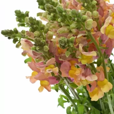 ANTIRRHINUM COOL ORANGE 80cm