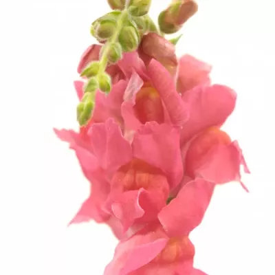 ANTIRRHINUM COOL ROSE