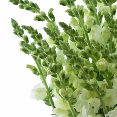 Antirrhinum MAJUS ANIMATION WIT