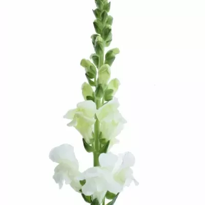Antirrhinum MAJUS ANIMATION WIT 80cm
