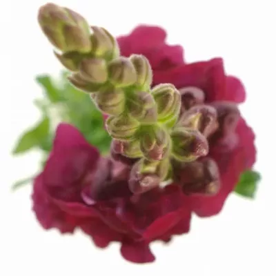  Antirrhinum OPUS BRIGHT RED