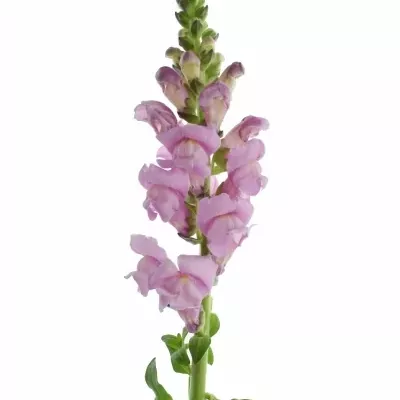 Hledík MAJUS OPUS LAVENDER 65cm