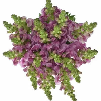 Antirrhinum OPUS LAVENDER