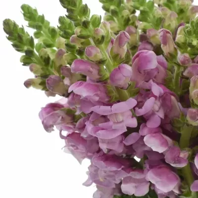 Antirrhinum OPUS LAVENDER