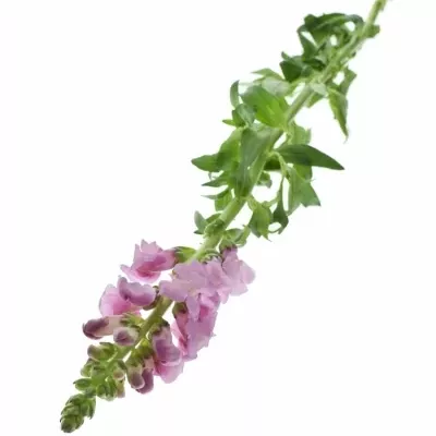 Antirrhinum OPUS LAVENDER