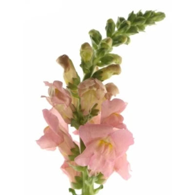 Antirrhinum OPUS PINK 75cm