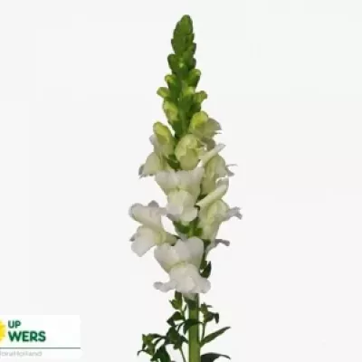 Antirrhinum ORLEANS WHITE IMP 80cm