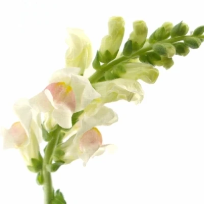 Hledík MAJUS POTOMAC APPLEBLOSSOM 70 cm