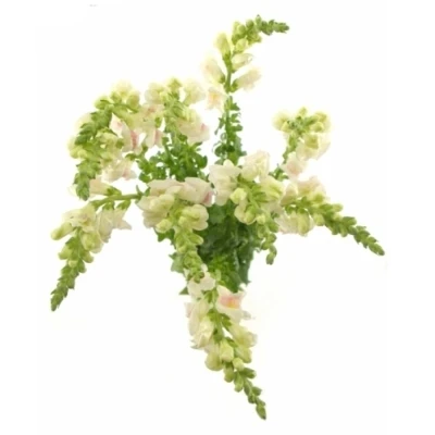 ANTIRRHINUM POTOMAC APPLEBLOSSOM