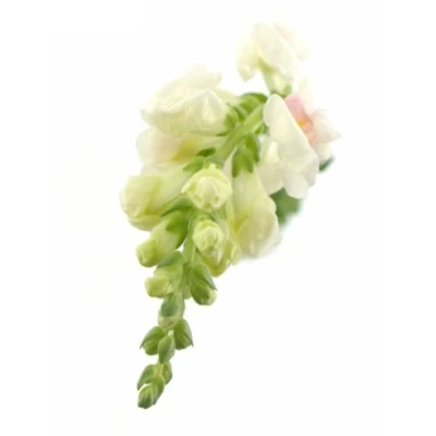 ANTIRRHINUM POTOMAC APPLEBLOSSOM