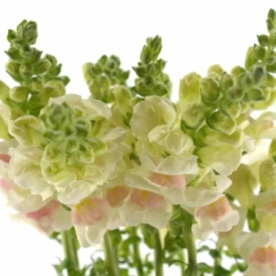 ANTIRRHINUM POTOMAC APPLEBLOSSOM