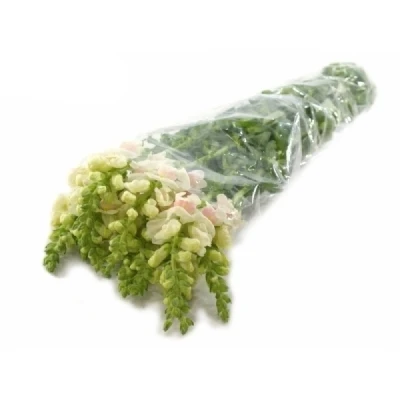 ANTIRRHINUM POTOMAC APPLEBLOSSOM