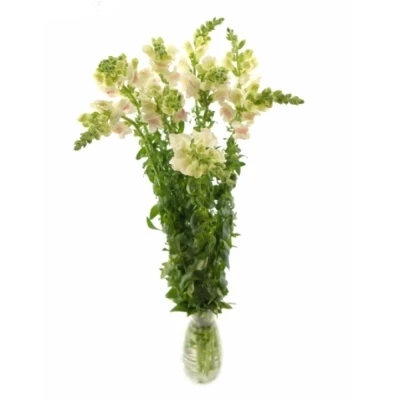 ANTIRRHINUM POTOMAC APPLEBLOSSOM