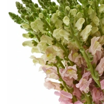 Antirrhinum POTOMAC PINK