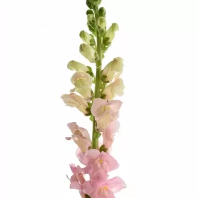 Antirrhinum POTOMAC PINK 75cm