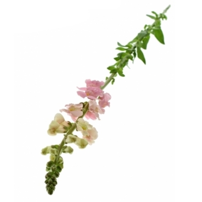 Antirrhinum POTOMAC PINK 80cm