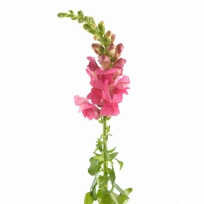 ANTIRRHINUM POTOMAC ROSE