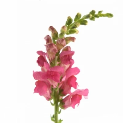 ANTIRRHINUM POTOMAC ROSE