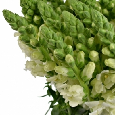 Antirrhinum POTOMAC WHITE