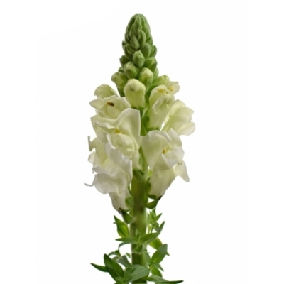 Hledík MAJUS POTOMAC WHITE 65cm