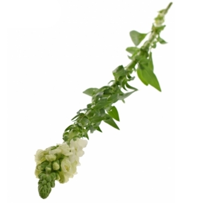 Antirrhinum POTOMAC WHITE