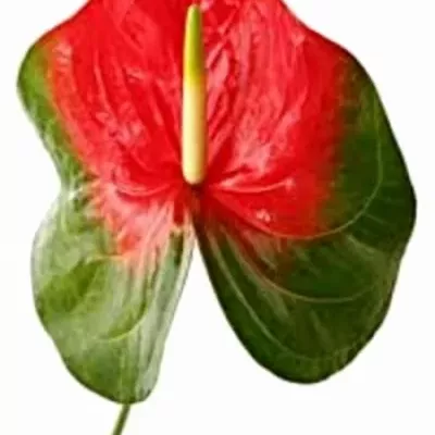 Anturie A AMIGO x15 Ø8cm