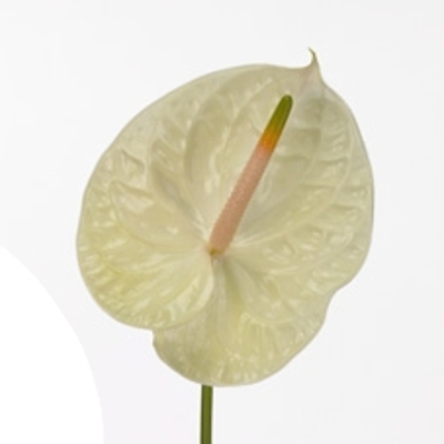 Anturie A CHAMPAGNE x16box Ø11cm