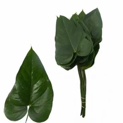 Anturie list A CHAMPAGNE 40cm Ø35cm