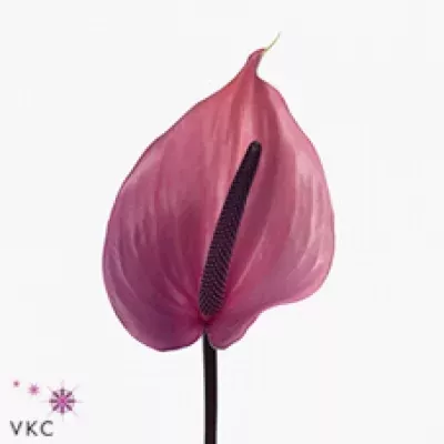 Anturie A EPOS x12box Ø13cm