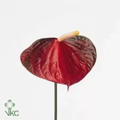 Anturie A EXCITING LOVE x10box Ø15cm