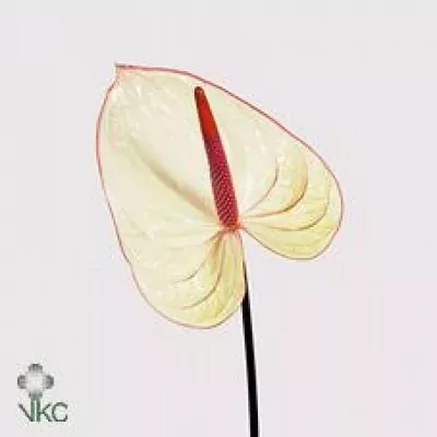 Anturie A FANTASIA x16box Ø11cm