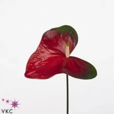 Anturie A JUPITER x8box Ø18cm