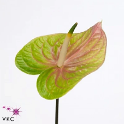 Anturie A LUCARDI x15box Ø7cm