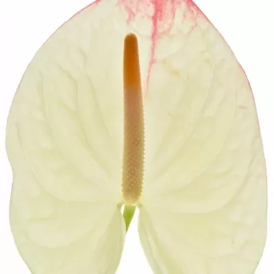 Anturie A LYBRA x12box Ø13cm