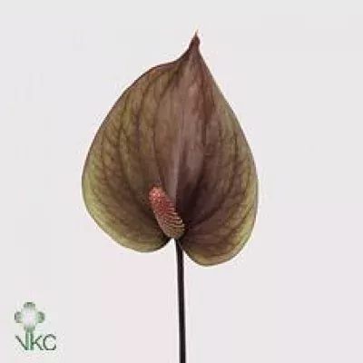 Anturie A MAXIMA VERDE x12box Ø13cm