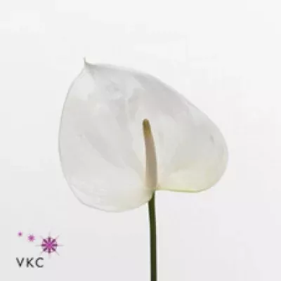 Anturie A SUMI x16xØ11cm