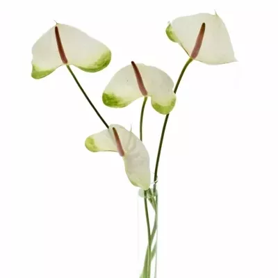 Anturie A WHITE TUVALU