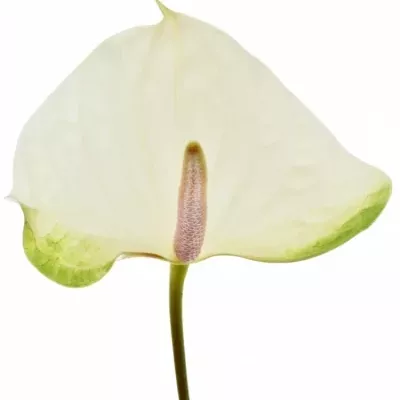 Anturie A WHITE TUVALU x16box Ø11cm