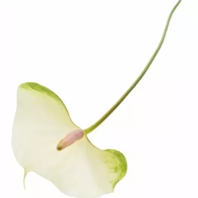 Anturie A WHITE TUVALU