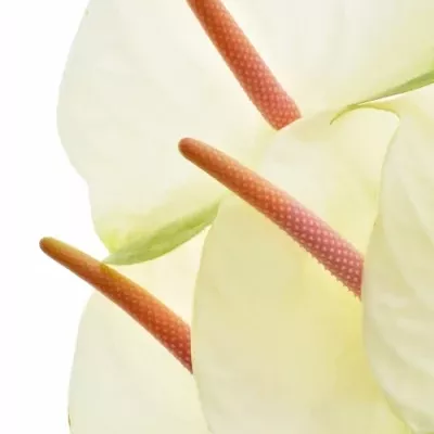 Anturie A WHITE TUVALU