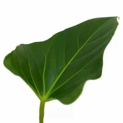 Anturie list EXCELENT BLAD 30cm