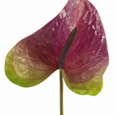 Anturie REMBRANDT PURPLE x12box Ø12cm