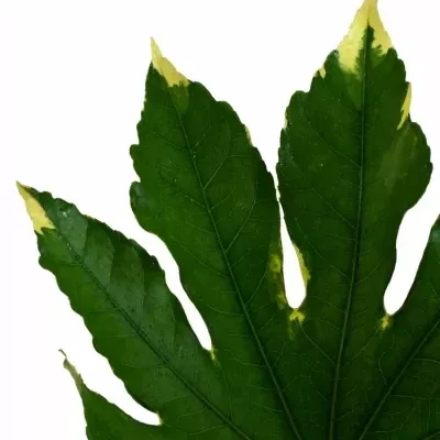 ARALIA VARIEGATA 40cm