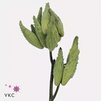 ASCLEPIAS SYRIACA 70cm