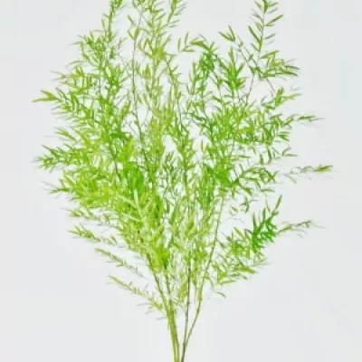 Asparagus densiflorus CWEBE 40cm