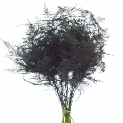 Asparagus PLUMOSUS BLACK 45cm