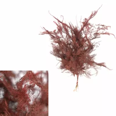 ASPARAGUS PLUMOSUS RED 40cm