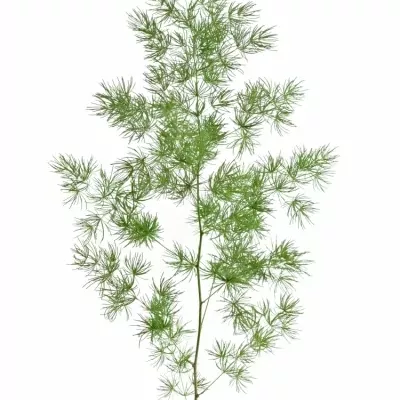 Asparagus UMBELLATUS 60cm 
